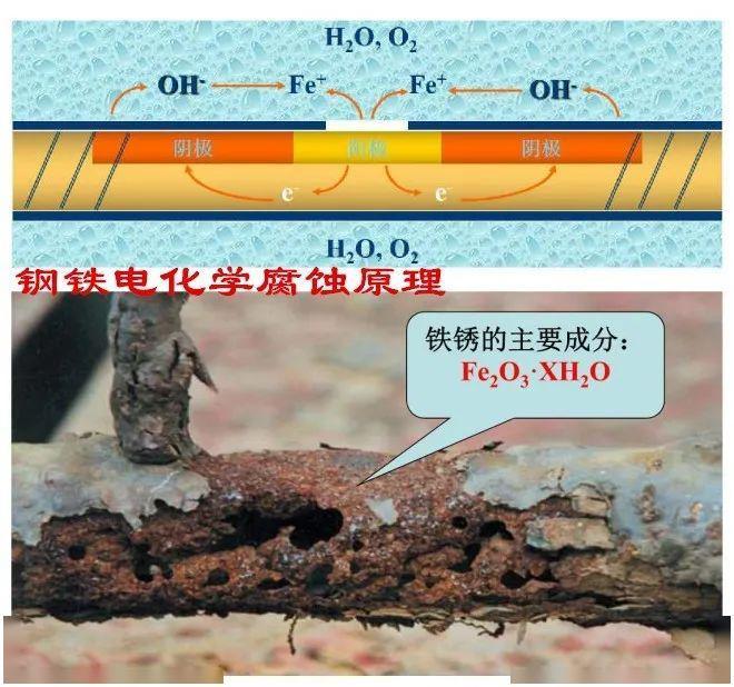 生态平衡：守护地球的生命之网
